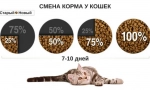 Pretilost u mačaka: kako se nositi s problemom